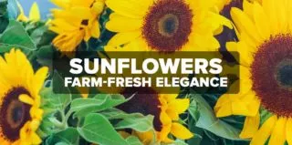 FM4-Bold—Sunflowers—Blog (1)