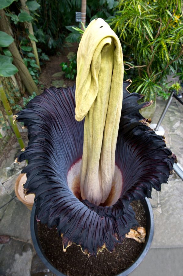 Sumatran Corpse Flower