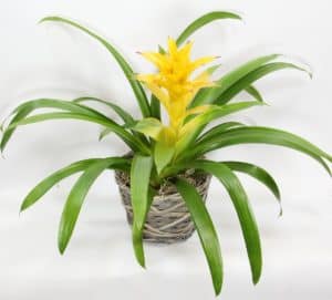 Bromeliads are unlike most plants whereas they give off oxygen during the night instead of the day. They require a sunny spot and keep the center vase filled with water.