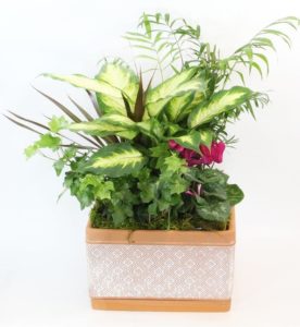 This garden of complementary foliage and a blooming plant is artfully arranged in square ceramic container.