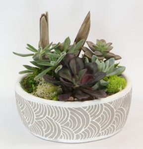 A mix of colorful succulents is planted in a decorative container. Natural wood, rock and moss accents complete the perfect little desert scene for home or office. Succulent types will vary with availability.