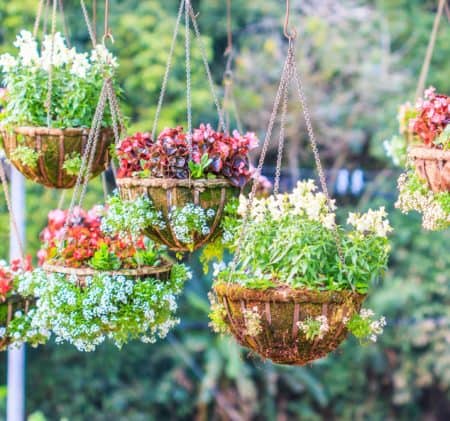 Decorative Hanging Baskets