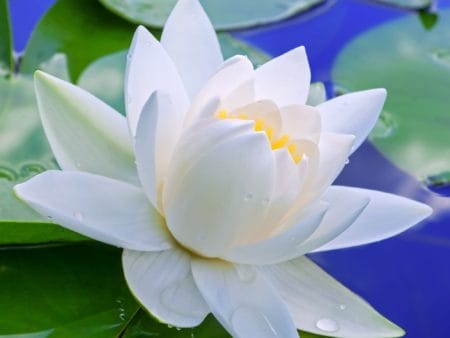 White Lotus Blossom Flower