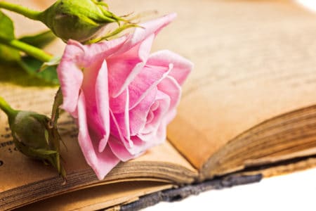 vintage novel and pink rose