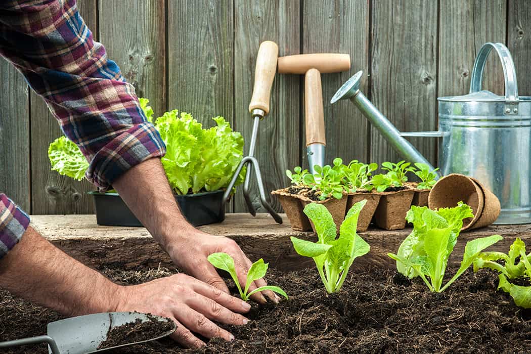 Caring for a thriving vegetable garden